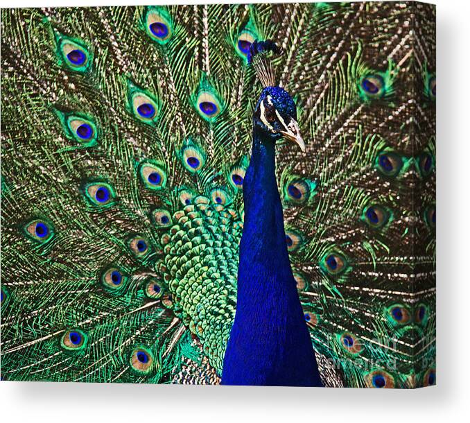 Nature Canvas Print featuring the photograph Peacock by Tom Gari Gallery-Three-Photography