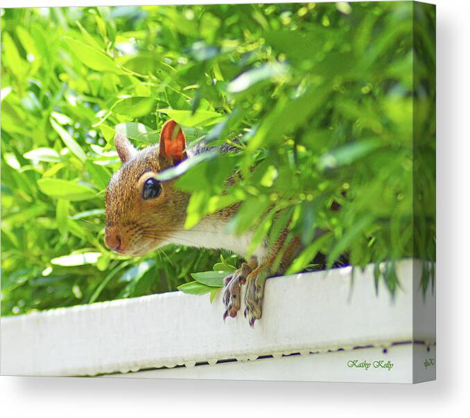 Gray Squirrel Canvas Print featuring the photograph Peek-a-Boo Gray Squirrel by Kathy Kelly