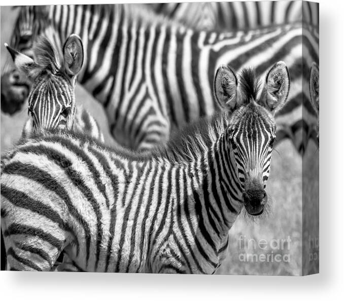 Africa Canvas Print featuring the photograph Peek a Boo Zebra by Chris Scroggins