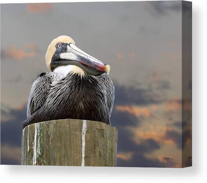 Birds Canvas Print featuring the photograph Pelican Perch by Betty Denise