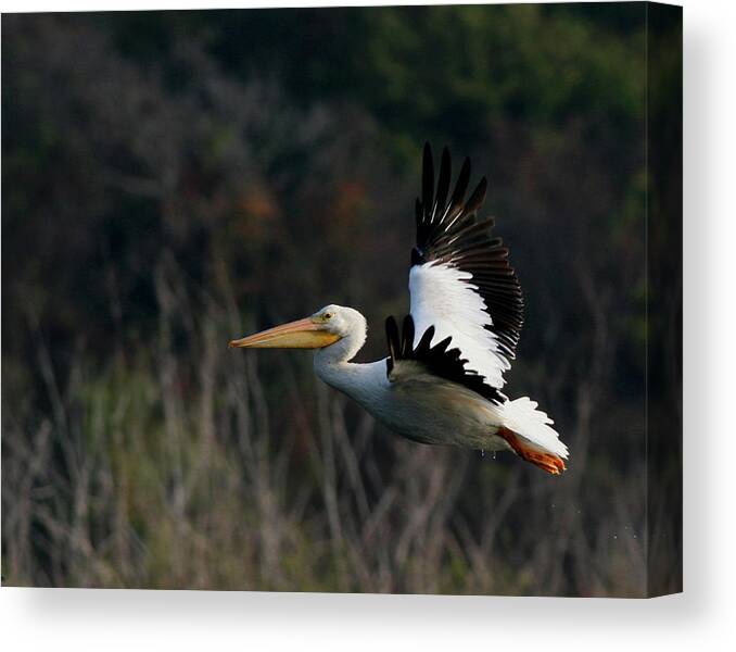 Ronnie Maum Canvas Print featuring the photograph Pelican by Ronnie Maum
