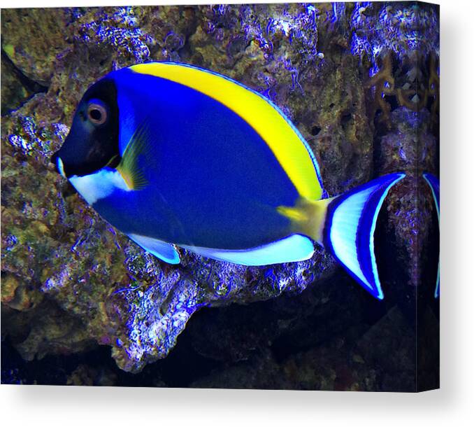 Blue Tang Fish Canvas Print featuring the photograph Blue Tang Fish by Kathy M Krause