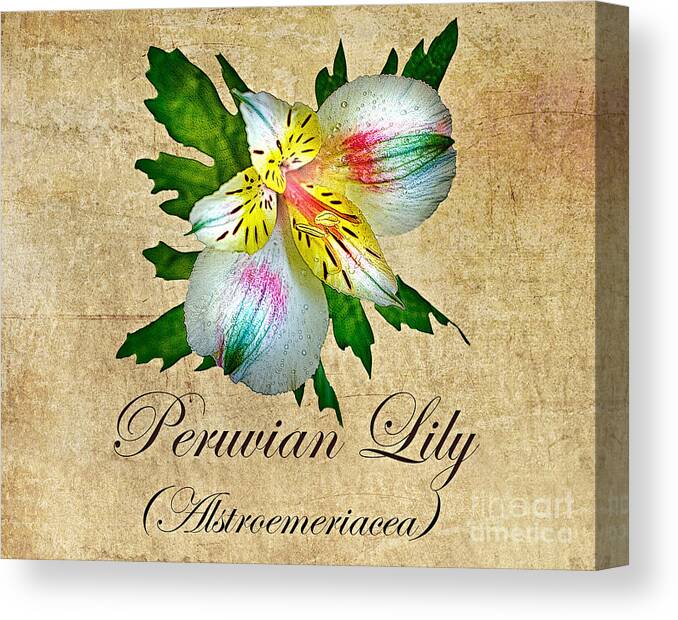 Peruvian Lily Canvas Print featuring the photograph Peruvian Lily by Nick Eagles