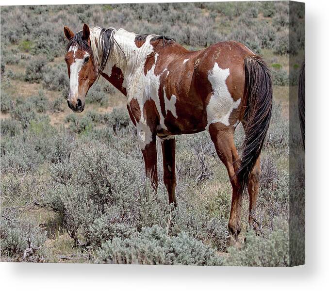 Picasso Canvas Print featuring the photograph Picasso of Sand Wash Basin #2 by Mindy Musick King