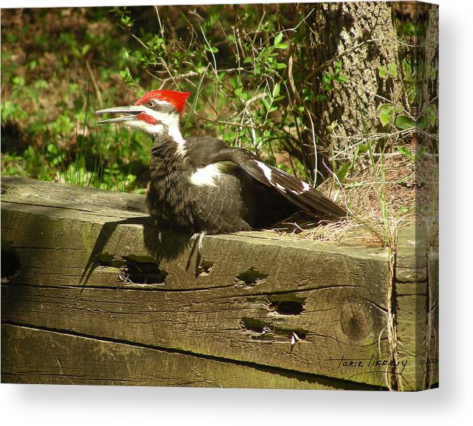 Faunagraphs Canvas Print featuring the photograph Pileated Woodpecker1 by Torie Tiffany