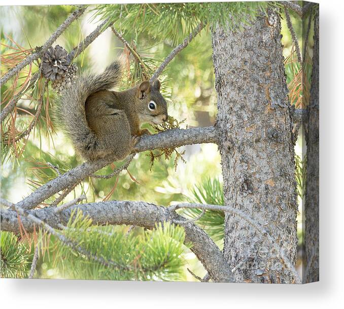 Mammal Canvas Print featuring the photograph Pine Squirrel by Dennis Hammer