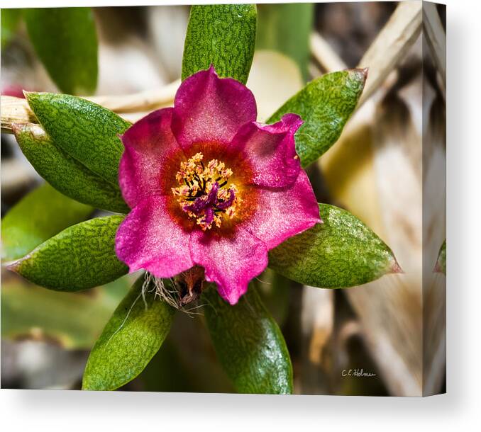Flower Canvas Print featuring the photograph Pink And Gold by Christopher Holmes