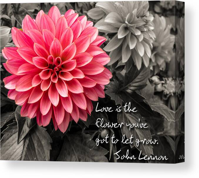 Dahlias Canvas Print featuring the photograph Pink Dahlia with John Lennon Quote by Dawn Key
