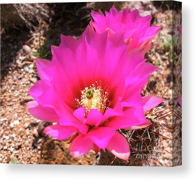Golden Hedgehog Canvas Print featuring the photograph Pink Hedgehog Flower by Kelly Holm