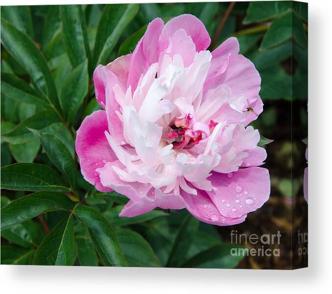 Pink Canvas Print featuring the painting Pink Peony by Laurel Best