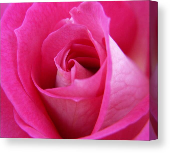 Rose Canvas Print featuring the photograph Pink Rose by Amy Fose