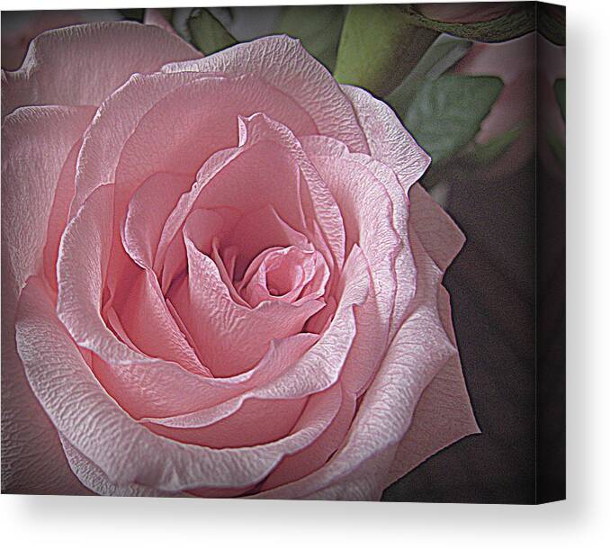 Rose Canvas Print featuring the photograph Pink Rose Bliss by Suzy Piatt