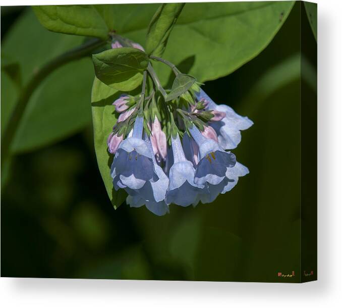 Nature Canvas Print featuring the photograph Pink Virginia Bluebells or Virginia Cowslip DSPF0338 by Gerry Gantt