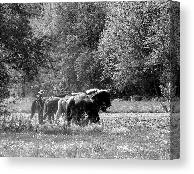 Amish Canvas Print featuring the photograph Plowing the Old Way 1 by George Jones