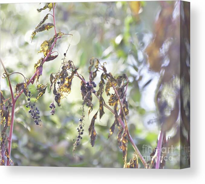 Pokeberry Canvas Print featuring the photograph Pokeberry Light by Kerri Farley