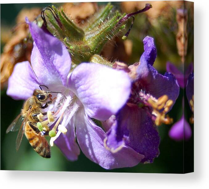 Bee Canvas Print featuring the photograph Pollinating 1 by Amy Fose