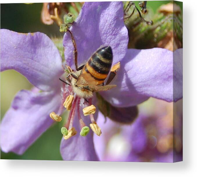 Bees Canvas Print featuring the photograph Pollinating 4 by Amy Fose