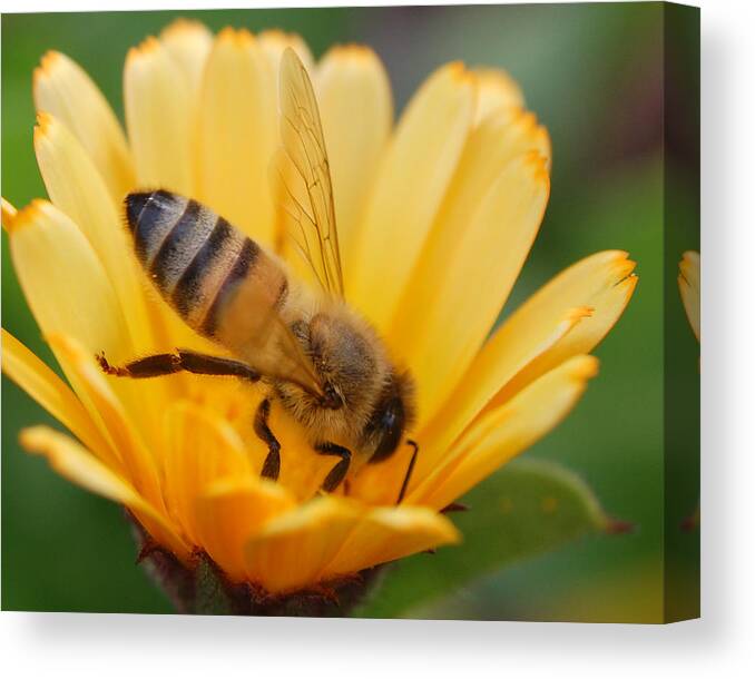 Bee Canvas Print featuring the photograph Pollination 2 by Amy Fose