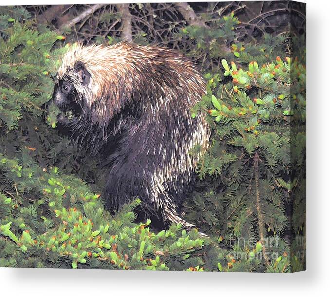 Mixed Media Canvas Print featuring the photograph Porcupine in a Fir tree by Elaine Manley