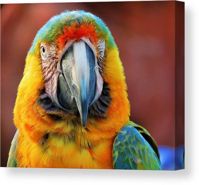 Birds Canvas Print featuring the photograph Portrait of a Bird by Vijay Sharon Govender