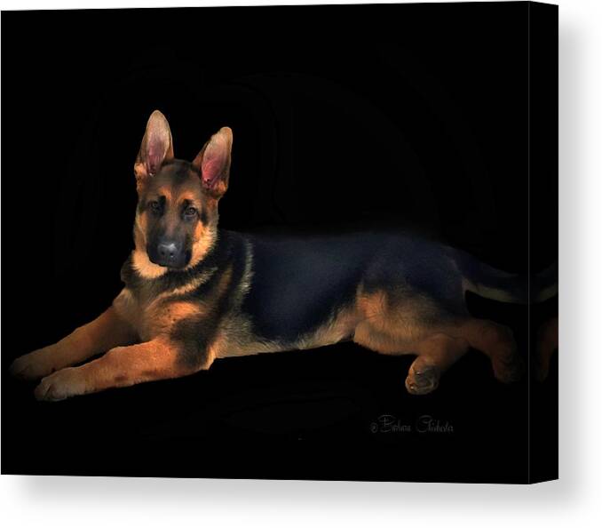 German Shepherd Canvas Print featuring the mixed media Portrait Of Young German Shepherd by Barbara Chichester