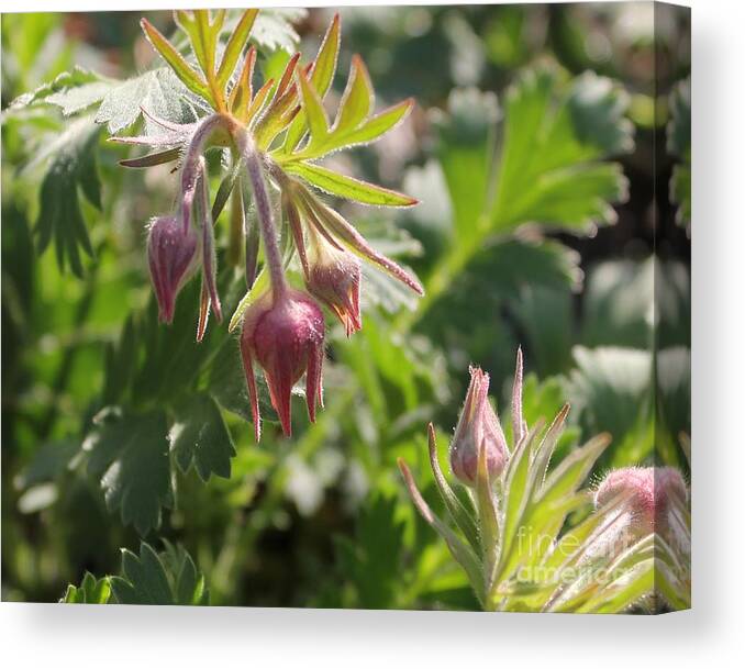  Canvas Print featuring the photograph Prairie smoke 1 crop by Renee Croushore