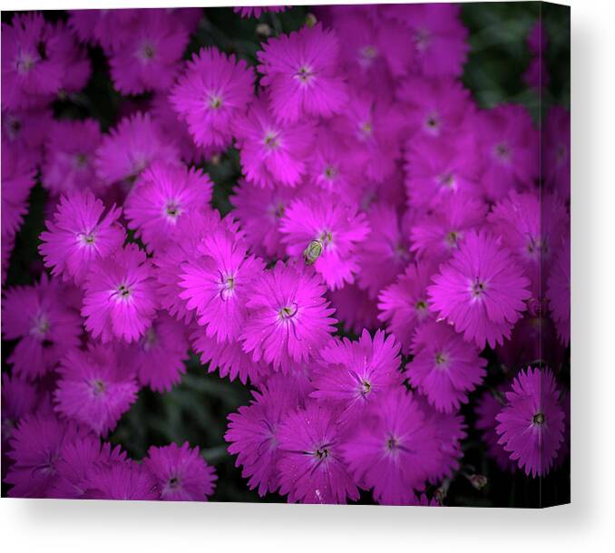 Flower Canvas Print featuring the photograph Pretty In Pink by Bill Pevlor