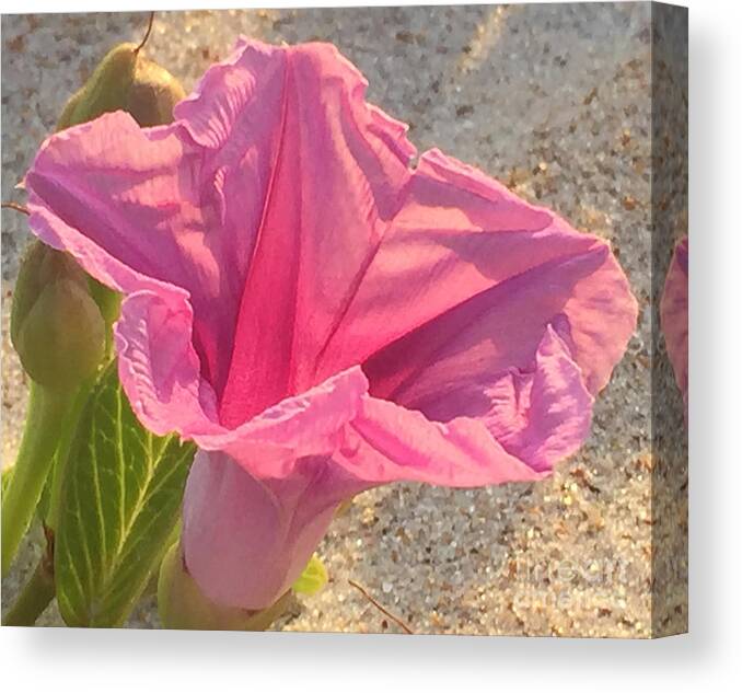 Railroad Vine Canvas Print featuring the photograph Pretty in Pink by LeeAnn Kendall