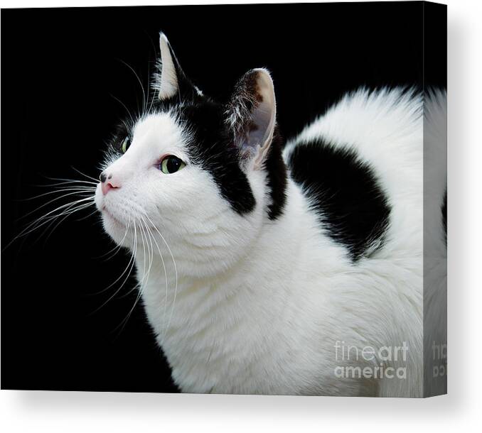Fine Art Cat Canvas Print featuring the photograph Pretty Kitty Cat 2 by Andee Design