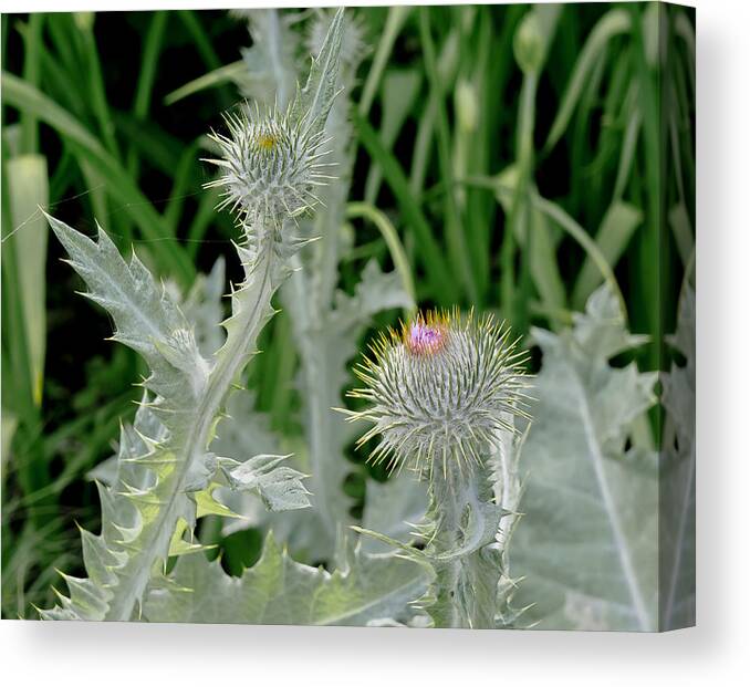 Flowers Canvas Print featuring the photograph Prickly Meet Up. by Elena Perelman