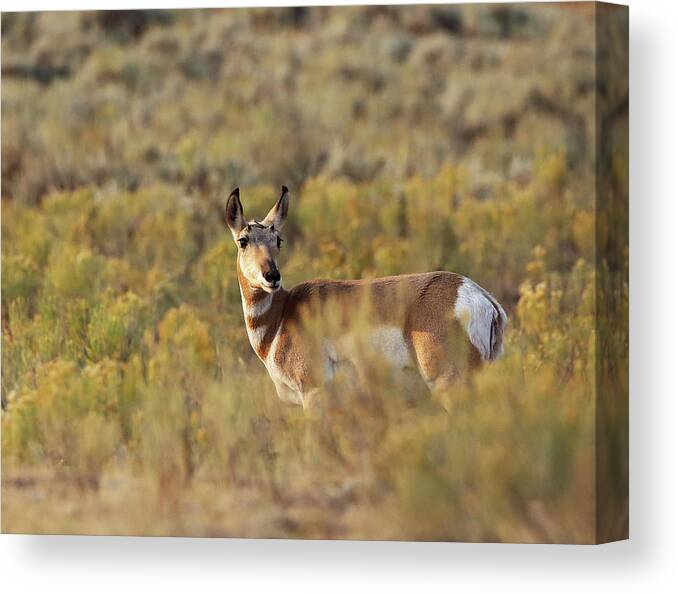 Pronghorn Antelope Canvas Print featuring the photograph Pronghorn Doe by Jean Clark