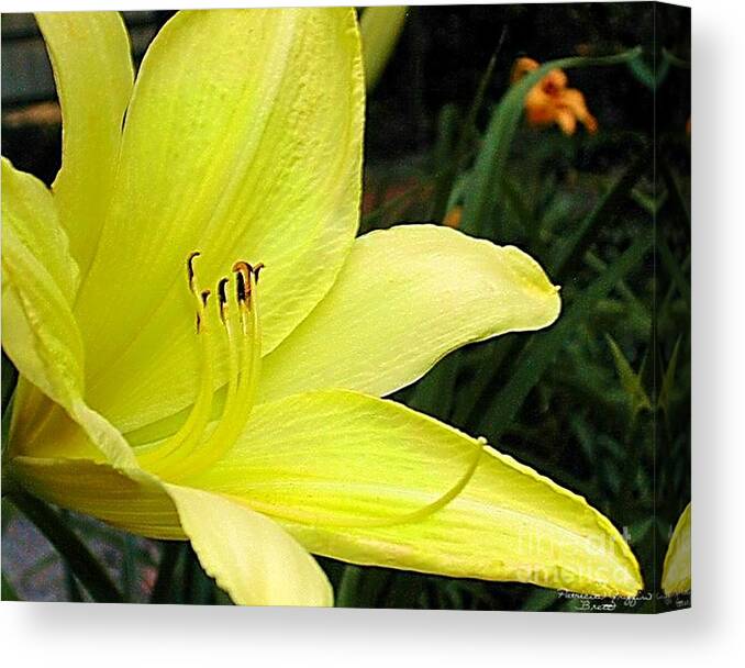 Fine Art Photography Canvas Print featuring the photograph Pure Sunshine by Patricia Griffin Brett