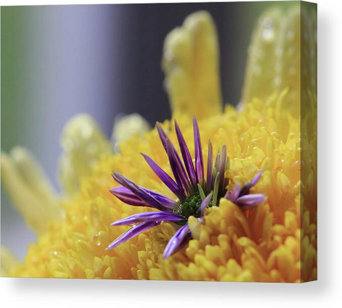 Purple And Yellow Floral Canvas Print featuring the photograph Purple and Yellow Floral by Angela Murdock