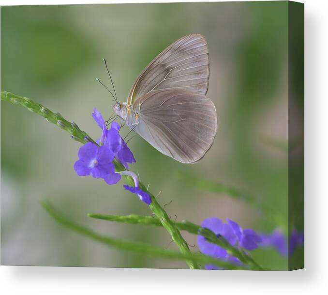 Butterfly Canvas Print featuring the photograph Purple Drink by Artful Imagery
