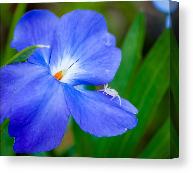 Flower Canvas Print featuring the photograph Morning Glory by James L Bartlett