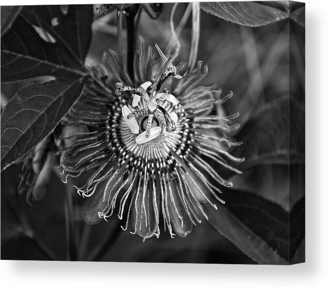 Passiflora Incarnata Canvas Print featuring the photograph Purple Passionflower BW by Flees Photos