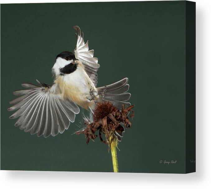 Nature Canvas Print featuring the photograph Putting On The Brakes by Gerry Sibell