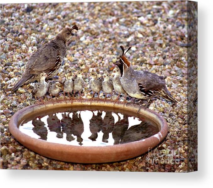 Quail Canvas Print featuring the photograph Quail Family Gathering by Joanne West