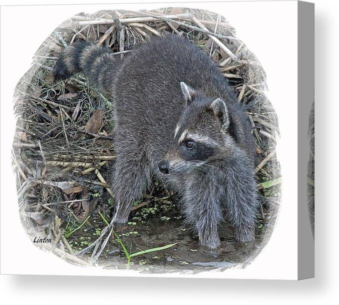 Raccoon Canvas Print featuring the digital art Raccoon by Larry Linton
