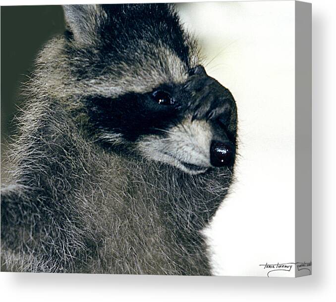 Faunagraphs Canvas Print featuring the photograph Raccoon2 Peek-a-boo by Torie Tiffany