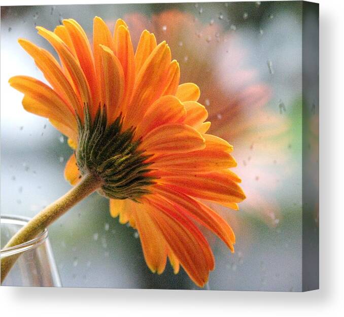 Floral Still Life Canvas Print featuring the photograph Rain Drops At My Window by Angela Davies