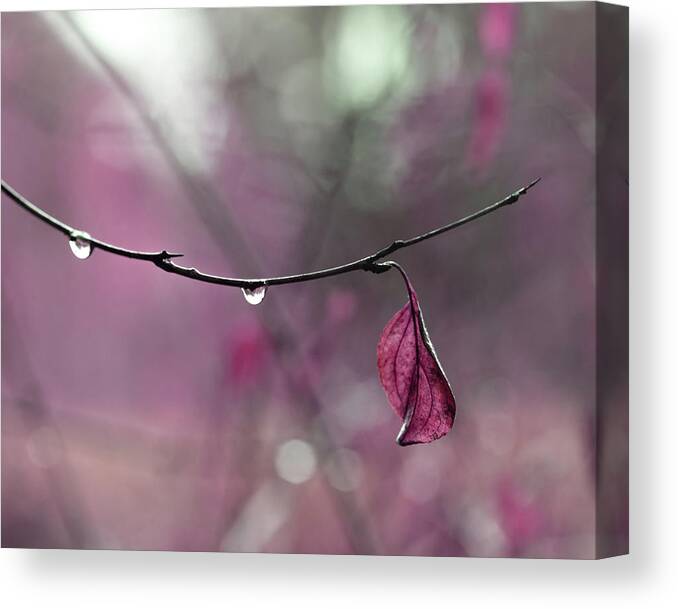 Pink Nature Art Canvas Print featuring the photograph Raspberry Pink Leaf and Raindrops by Brooke T Ryan