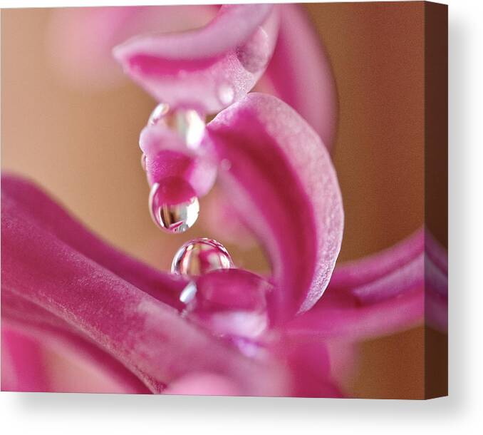 Waterdrops Canvas Print featuring the photograph Raspberry Swirl by Sue Capuano