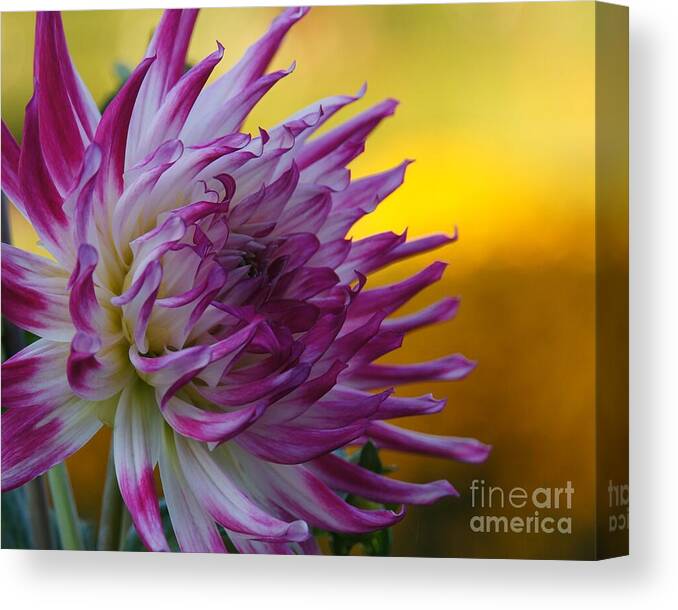 Dahlia Canvas Print featuring the photograph Reach Out by Patricia Strand