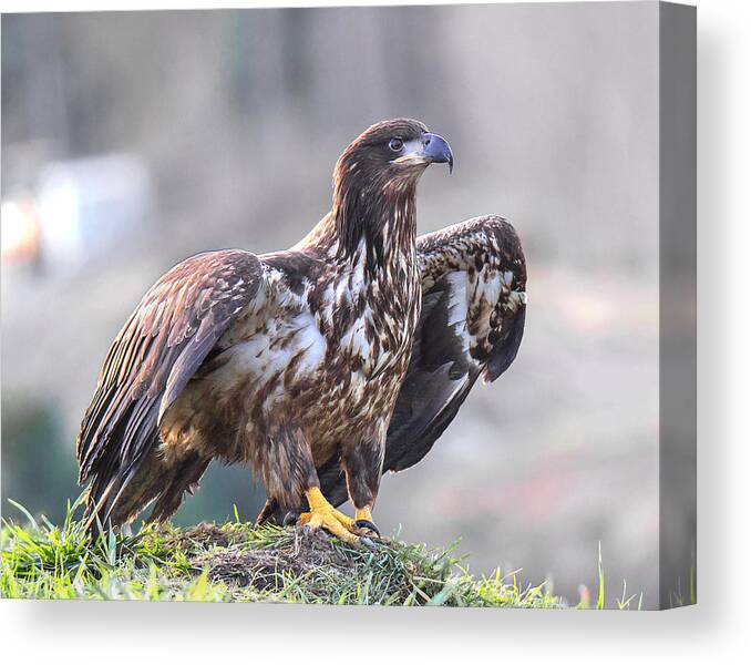 Bald Eagle Canvas Print featuring the photograph Ready to Fly by Carl Olsen