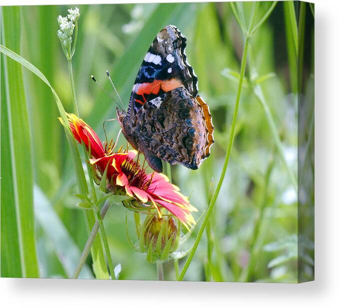 Butterfly Canvas Print featuring the photograph Red Admiral by James Smullins