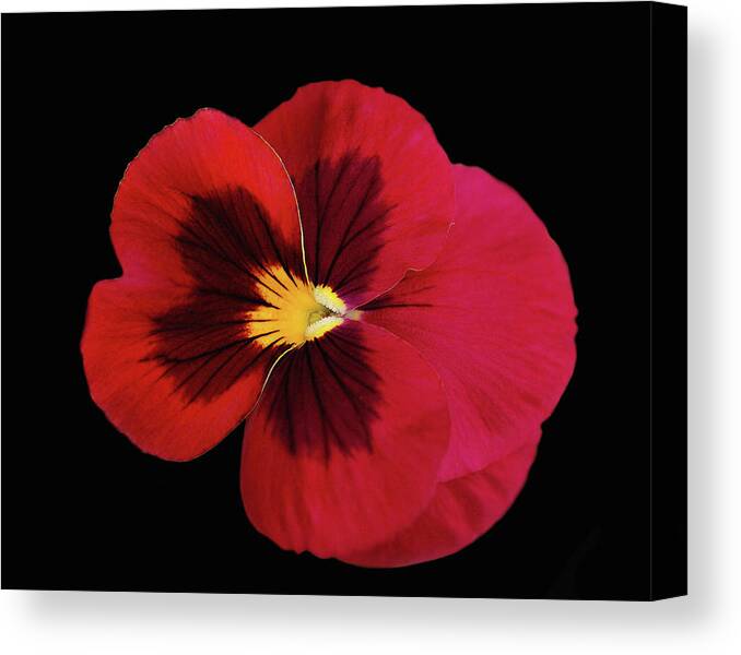 Pansy Canvas Print featuring the mixed media Red And Black Pansy by Dennis Buckman