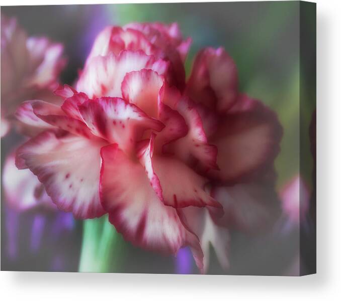 Carnation Canvas Print featuring the photograph Red and White Splash by James Barber