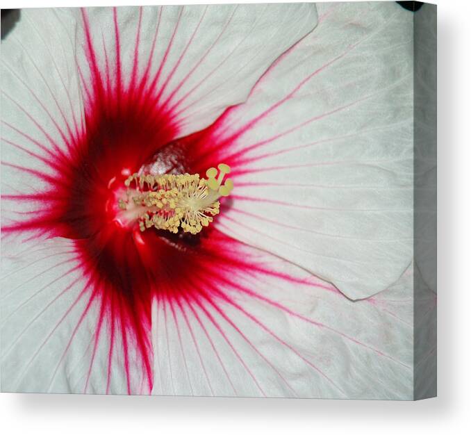 Red And White Canvas Print featuring the photograph Red Burst by Suzanne Gaff