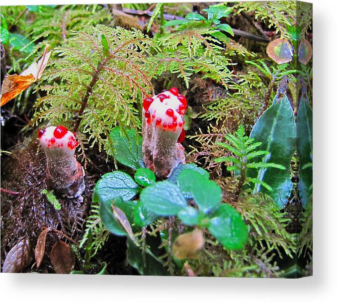 Mushroom Canvas Print featuring the photograph Red-dotted mushroom by Sean Griffin